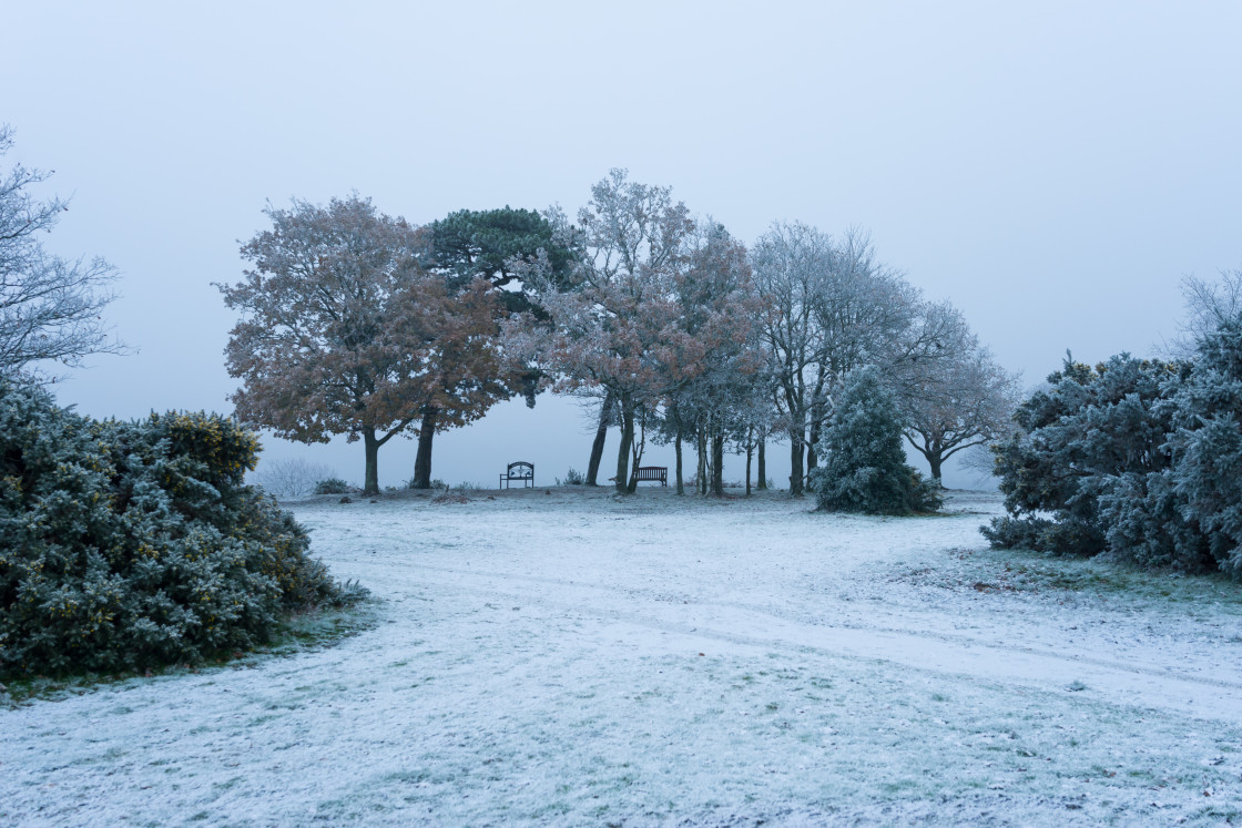 "Frosty Jubilee Clump" stock image