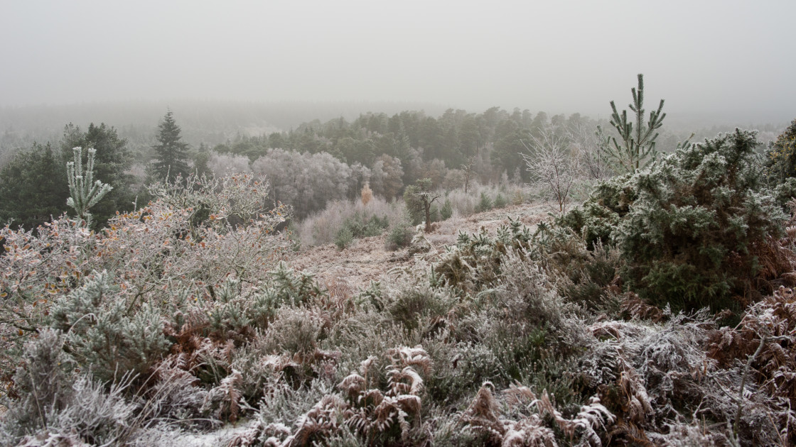 "Winter Frost Landscape" stock image