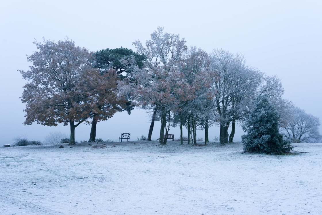 "Frosty Jubilee Clump" stock image