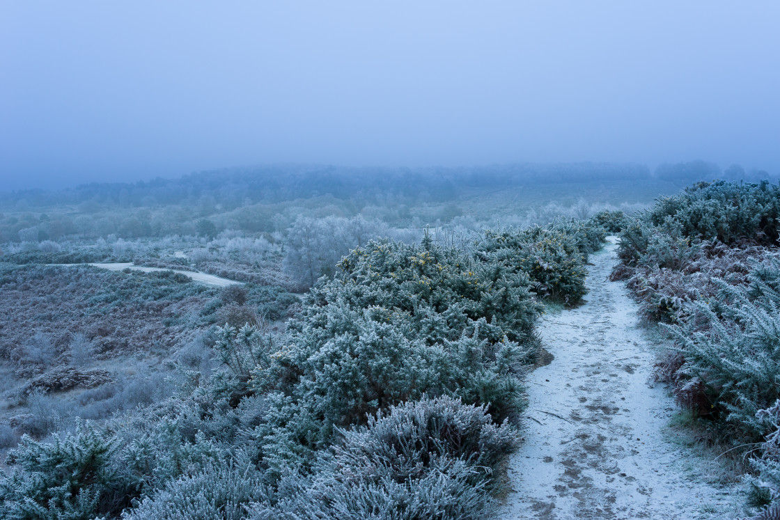 "Winter Landscape" stock image