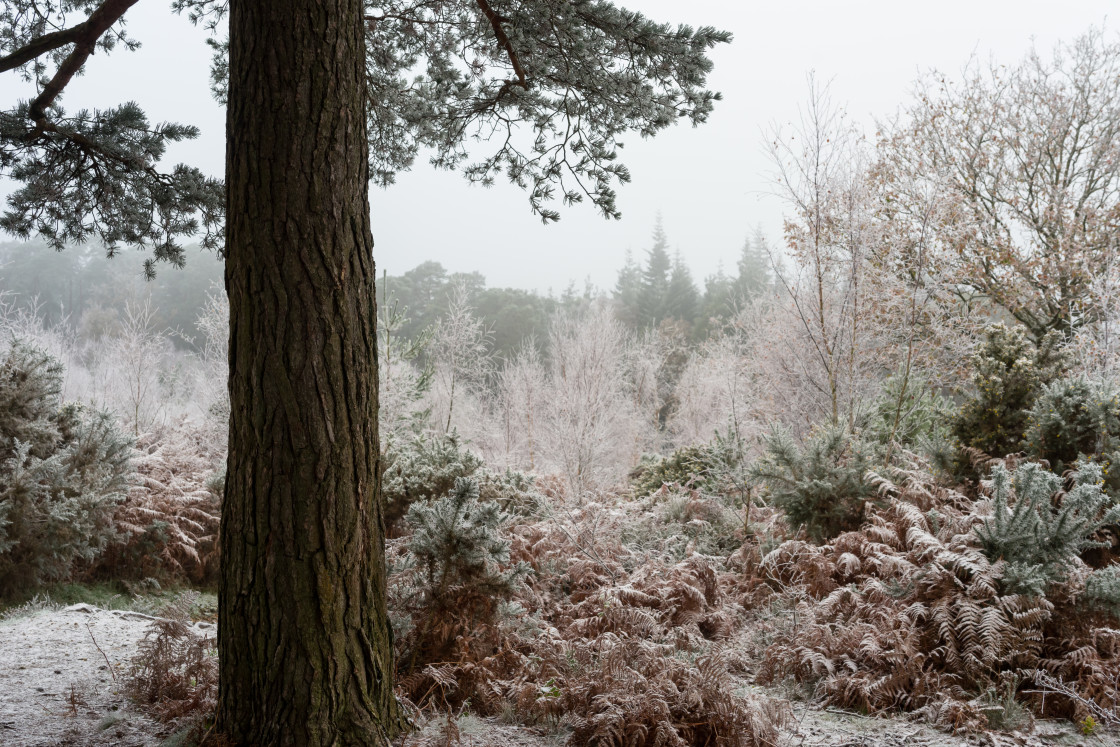 "Heathland Frost" stock image