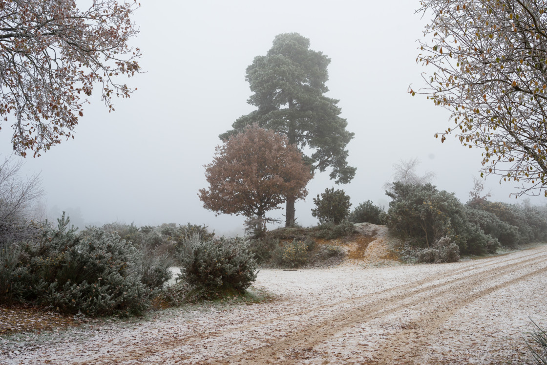 "Wintery Heathland" stock image