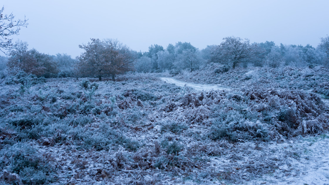 "Winter Twilight Scene" stock image