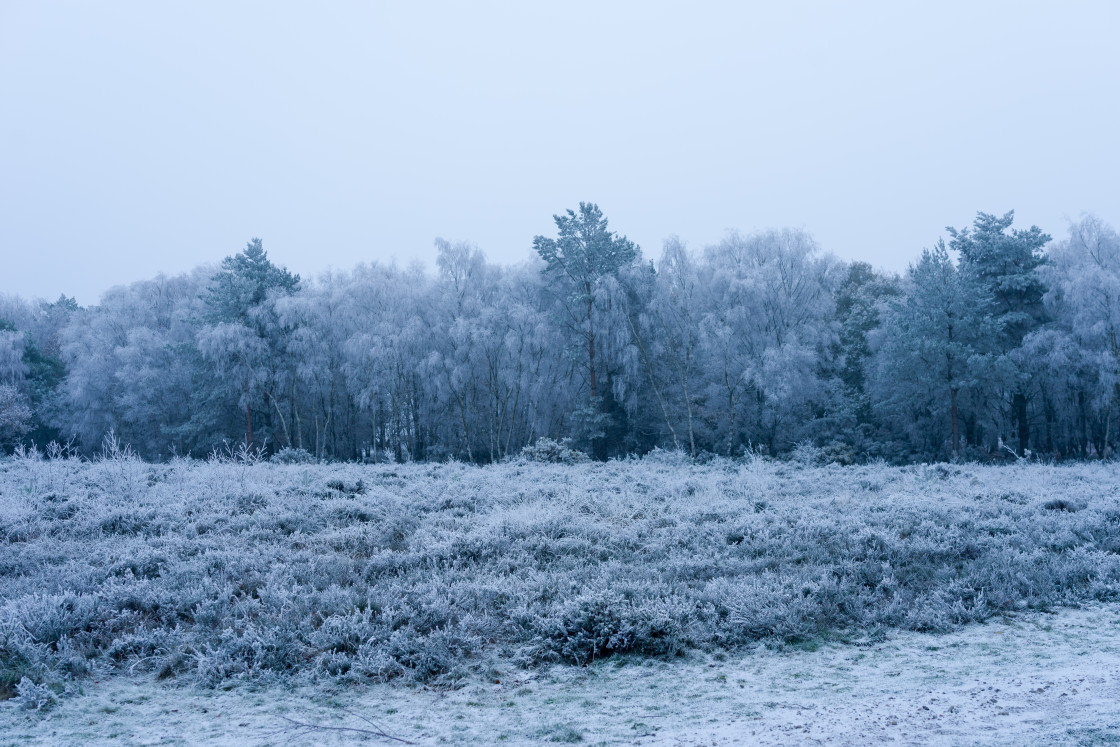 "Winter Twilight Scene" stock image