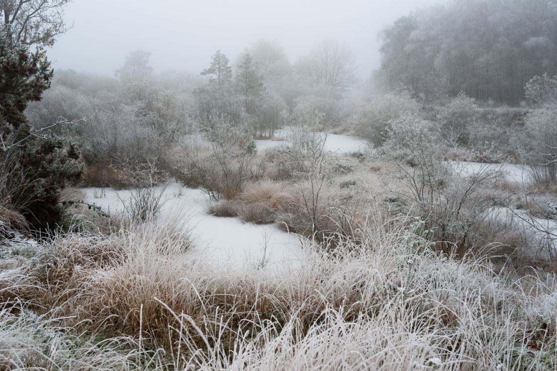 "Frozen Heathland Waterhole" stock image