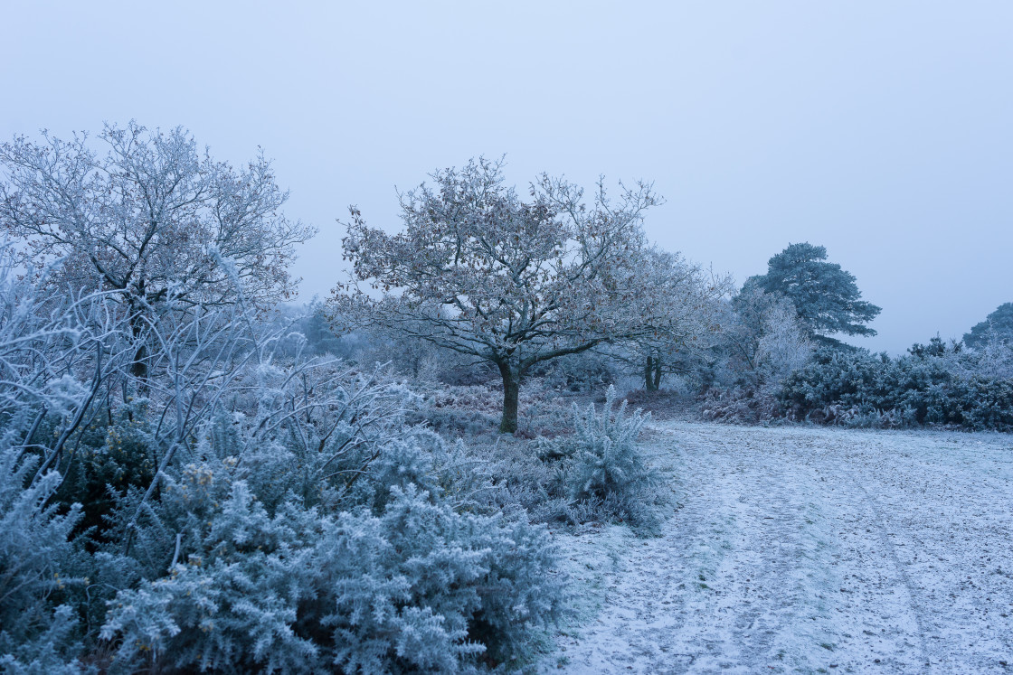 "Winter Twilight Scene" stock image