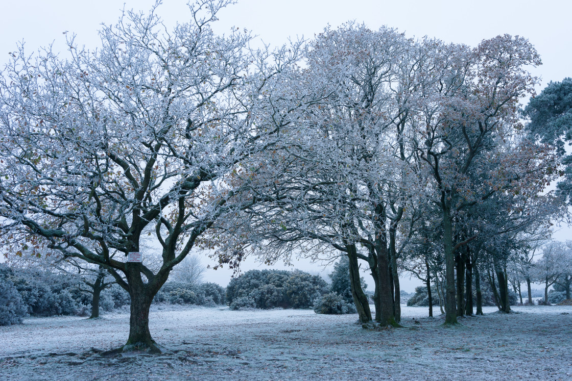 "Frosty Jubilee Clump" stock image