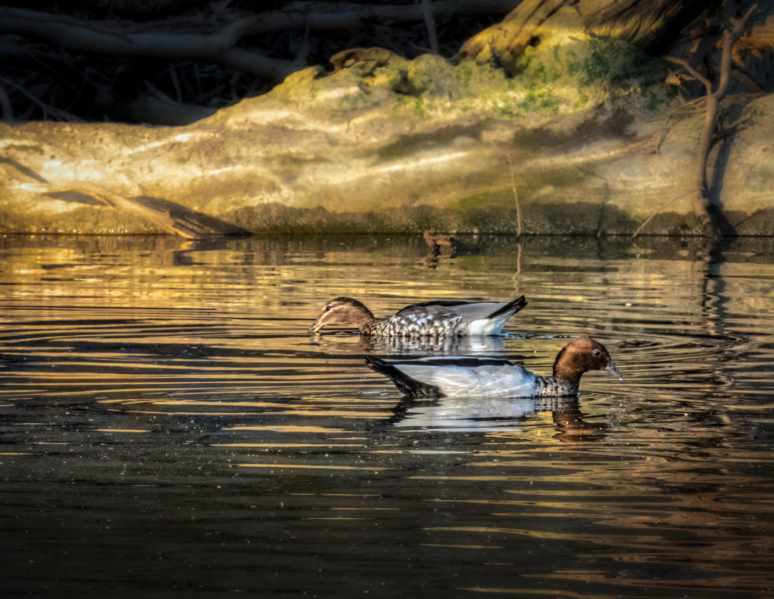 "Wood Ducks in Dappled Light" stock image