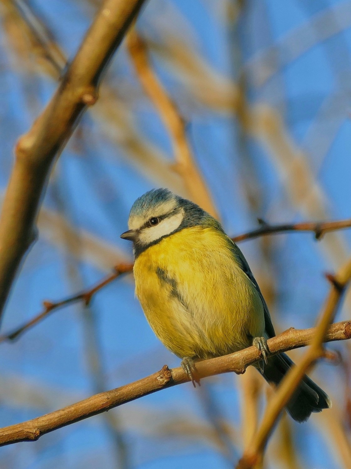 "Winter sunbathing" stock image