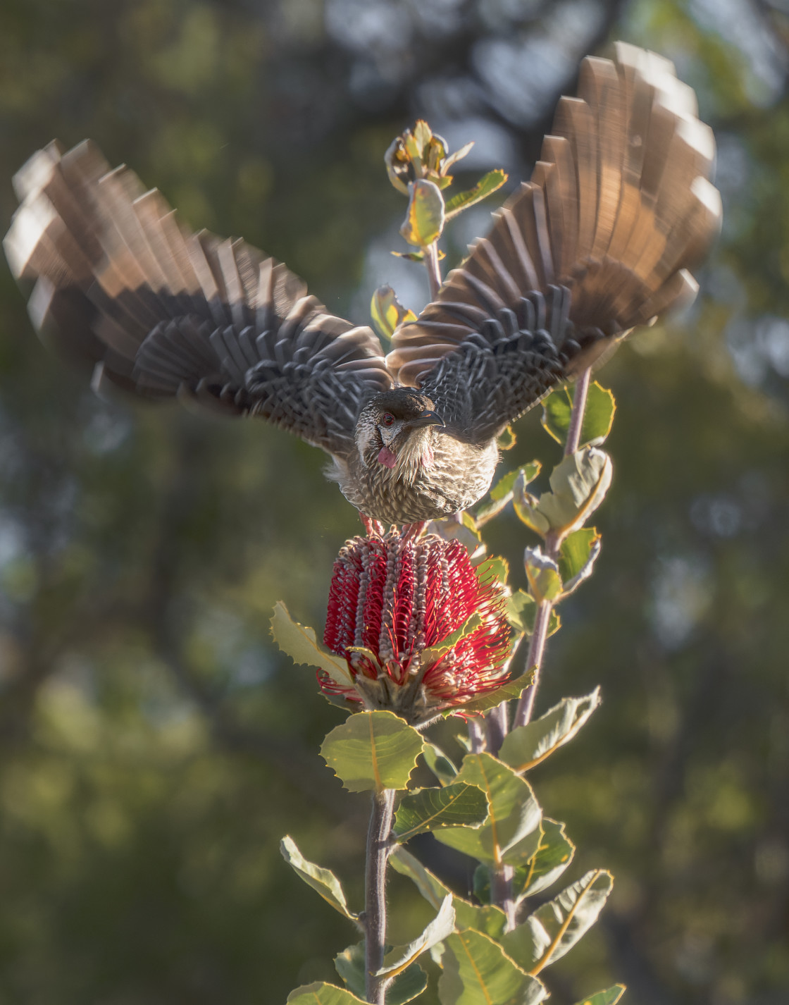 "Wings over a Banksia" stock image