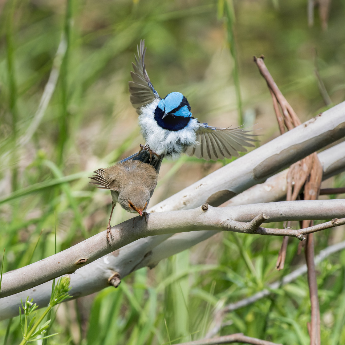 "Mate Landing" stock image