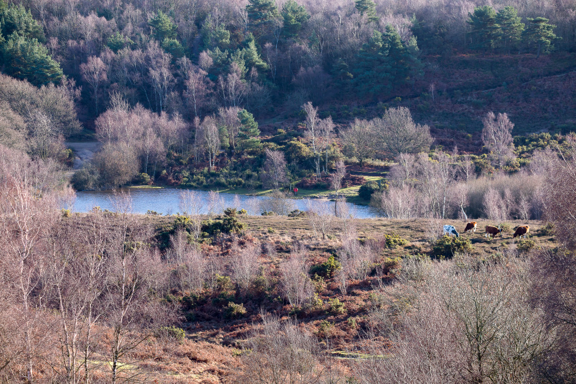 "Heathland Winter Landscape" stock image