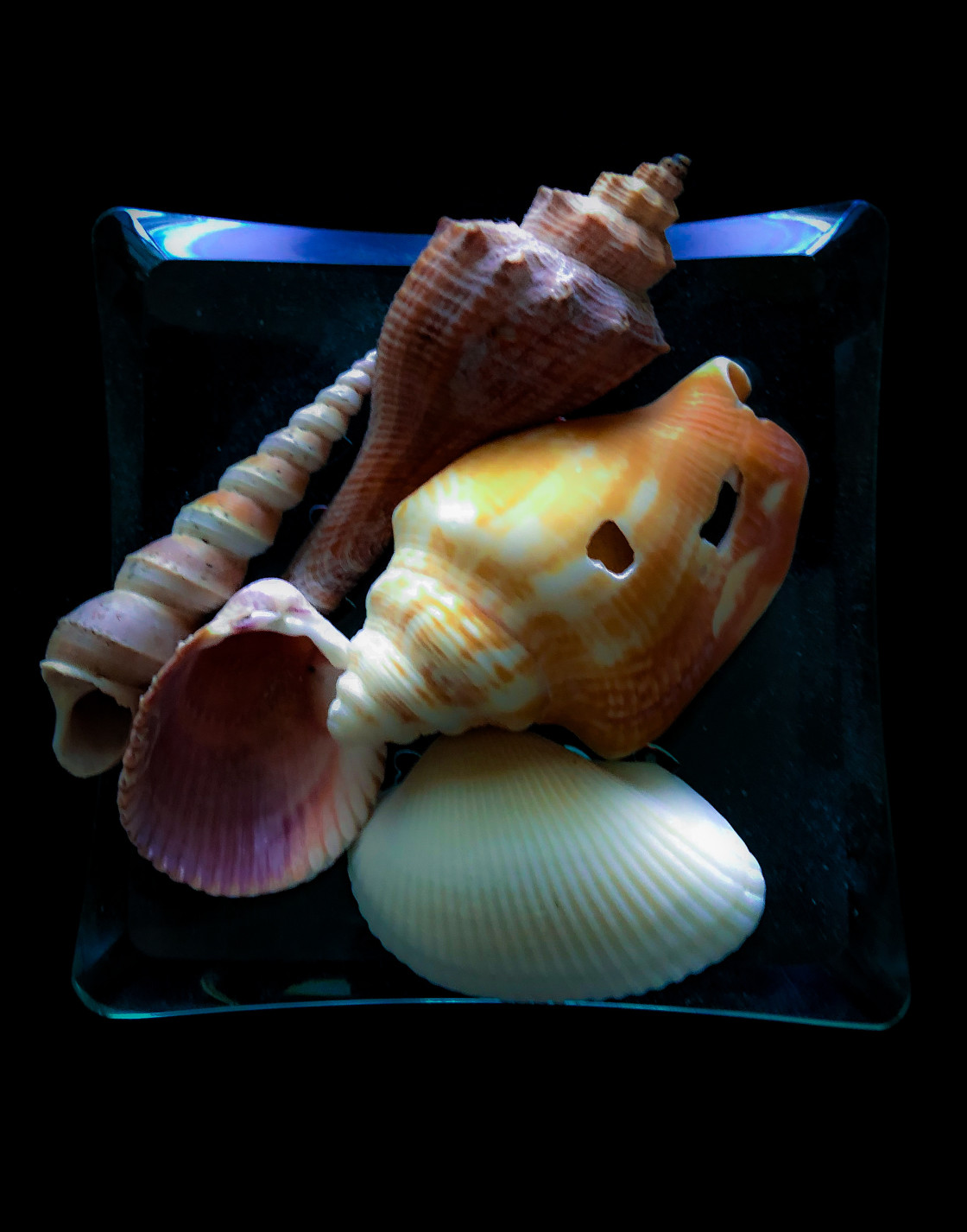 "Shell Arrangement" stock image