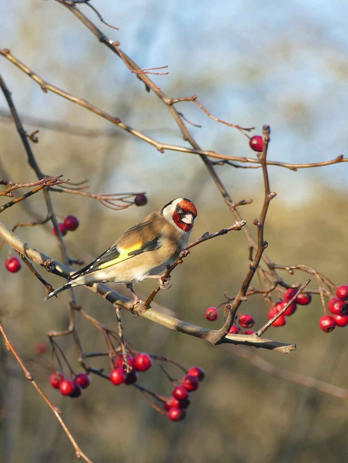 "Goldfinch amongst berries" stock image