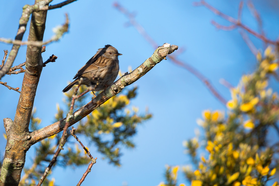 "Dunnock" stock image