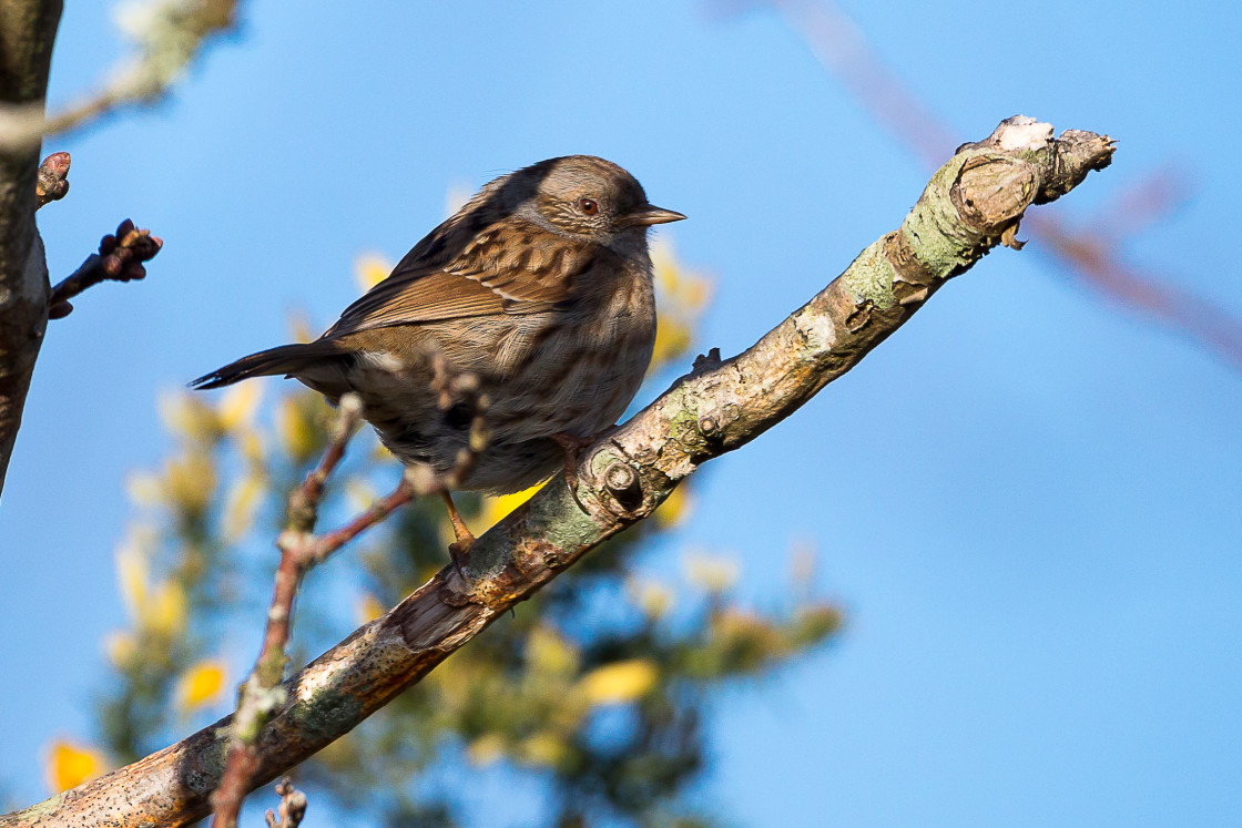 "Dunnock" stock image