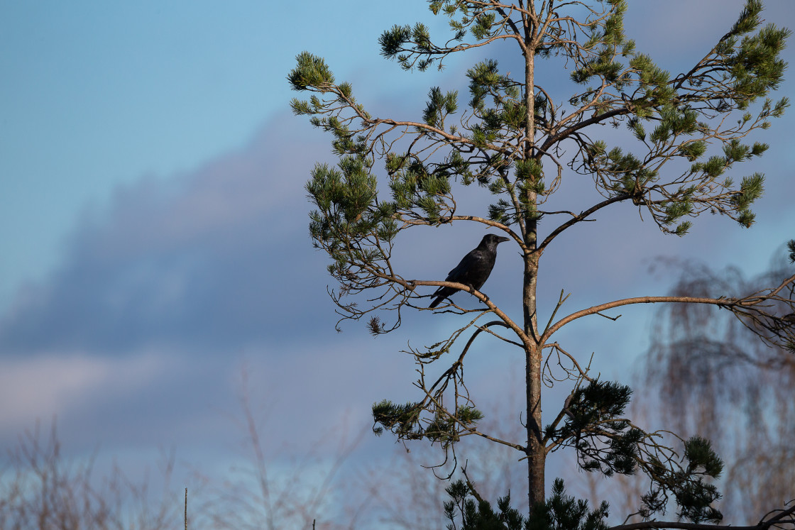 "Carrion Crow" stock image