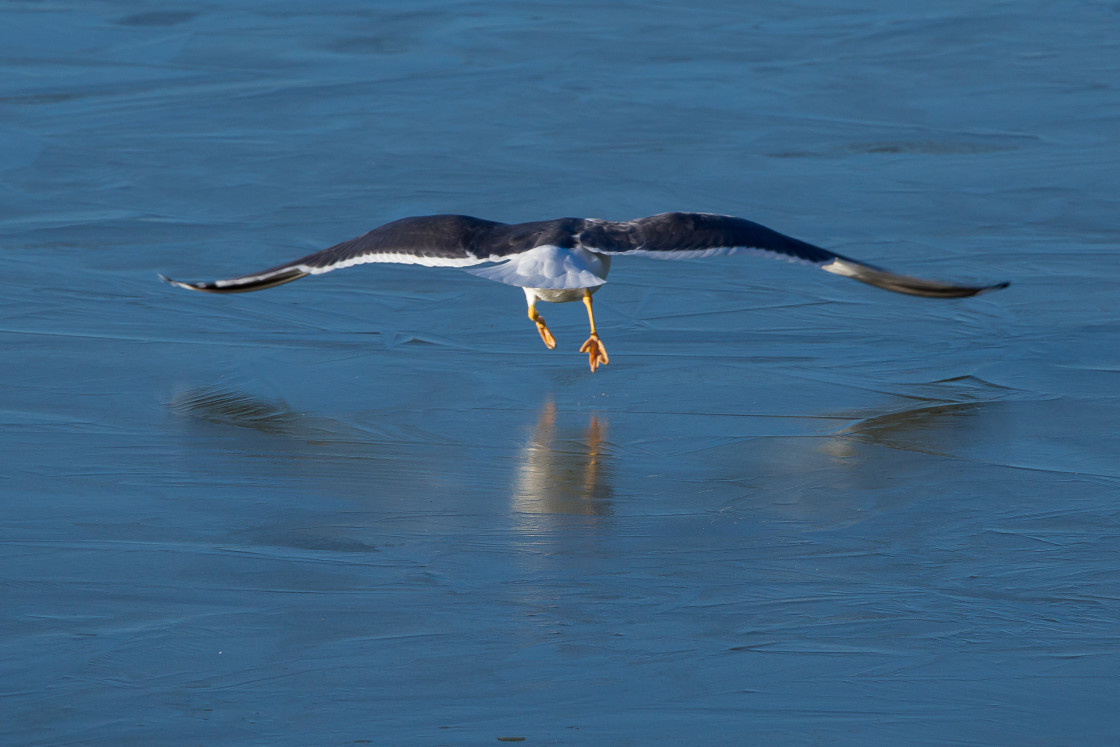 "Lesser Black-backed Gull take-off" stock image