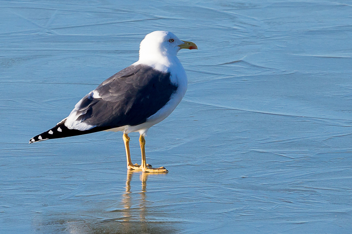 "Lesser Black-backed Gull on Ice" stock image