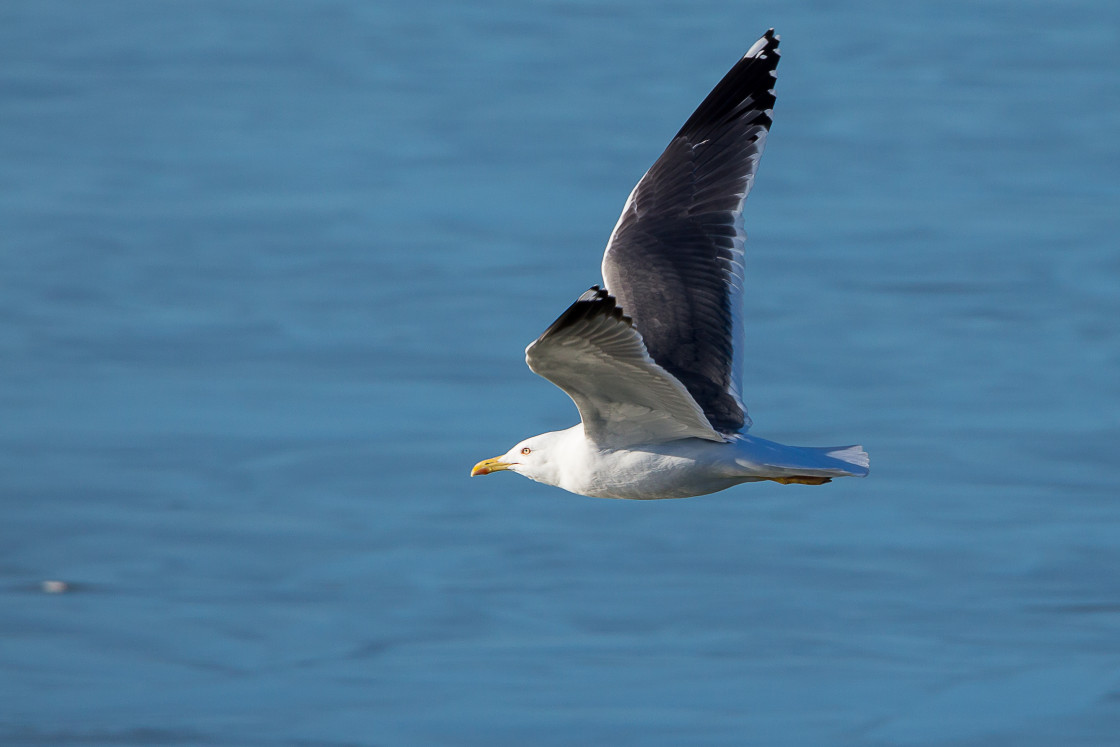 "Lesser Black-backed Gull in Flight" stock image