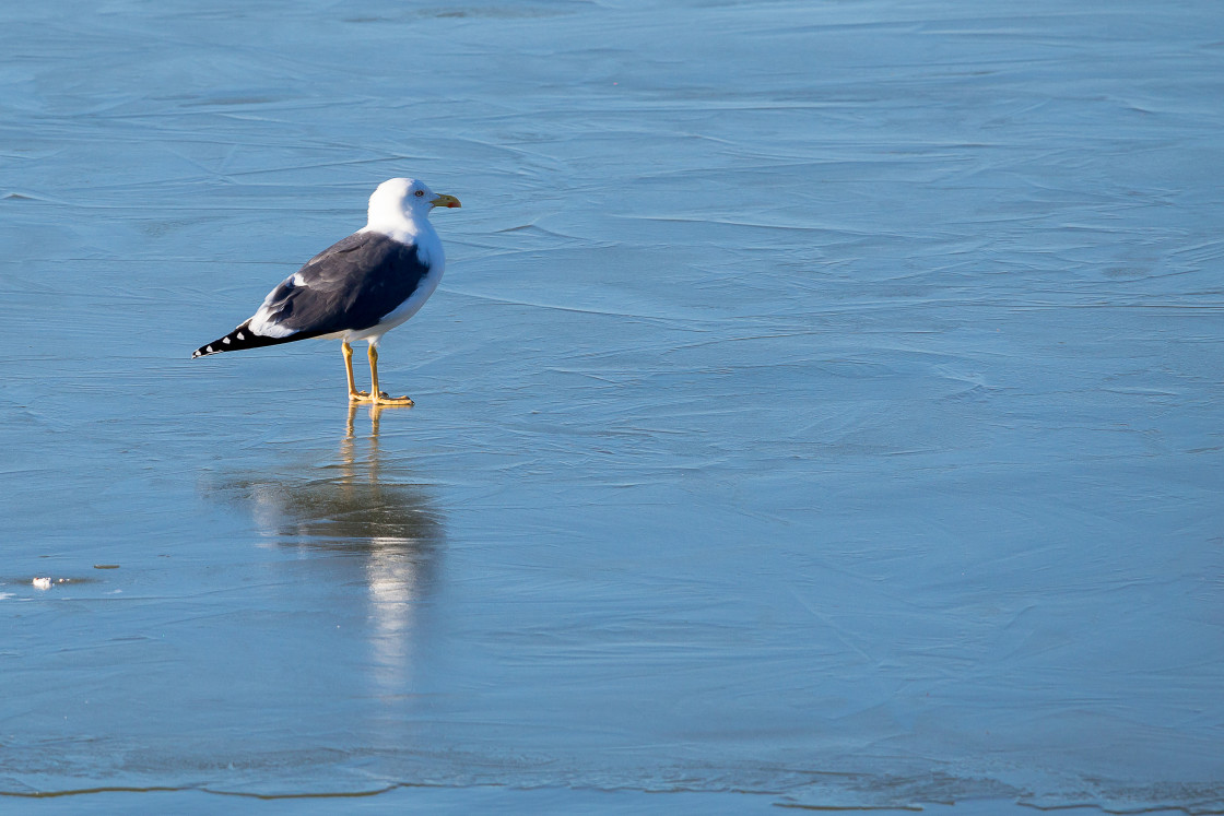 "Lesser Black-backed Gull on Ice" stock image