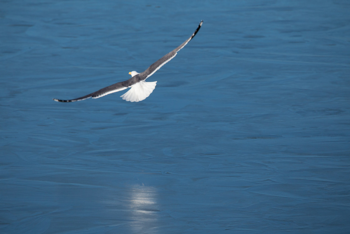 "Lesser Black-backed Gull take-off" stock image