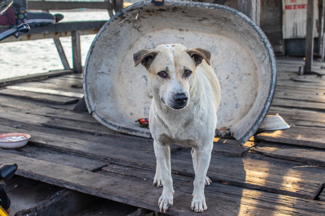 "A Thai Street Dog at a Fishing Pier in Naklua Thailand Southeast Asia" stock image