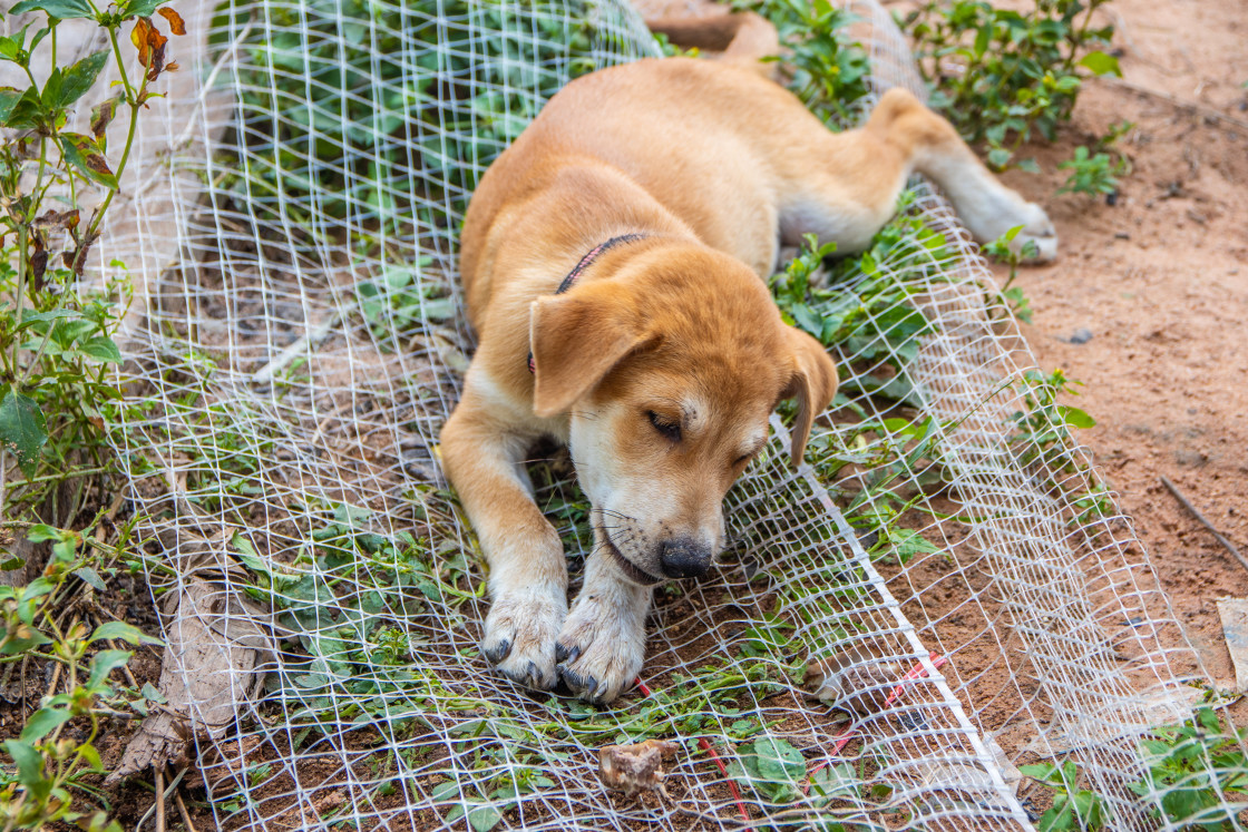 "A young street dog is very busy with his bone in Sisaket Thailand Asia" stock image