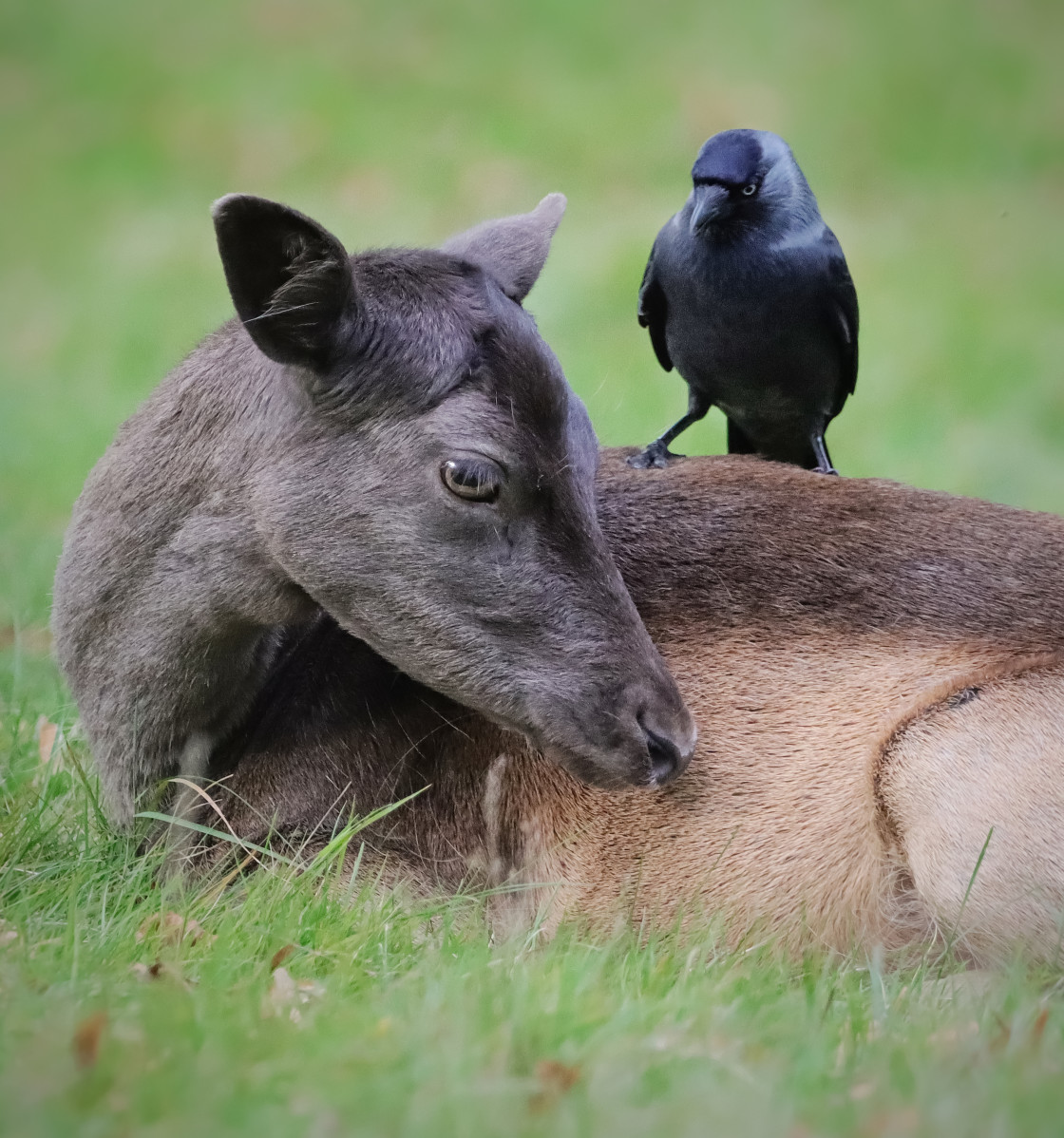 "Unlikely Friends" stock image