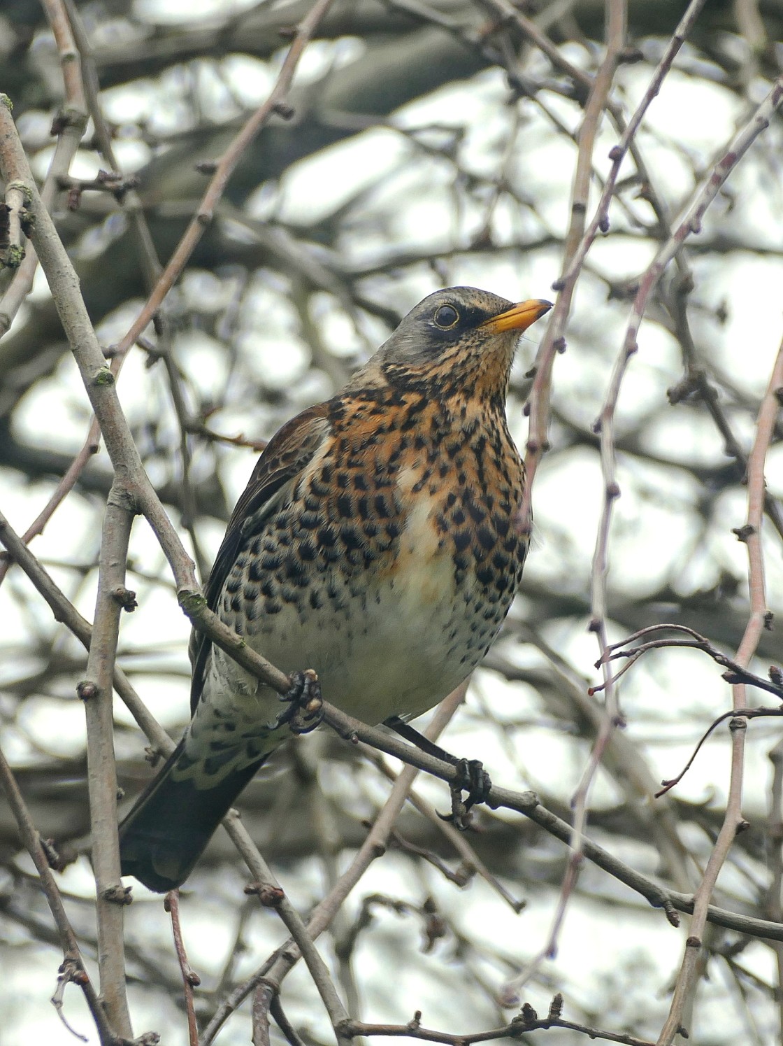 "The Fieldfare" stock image