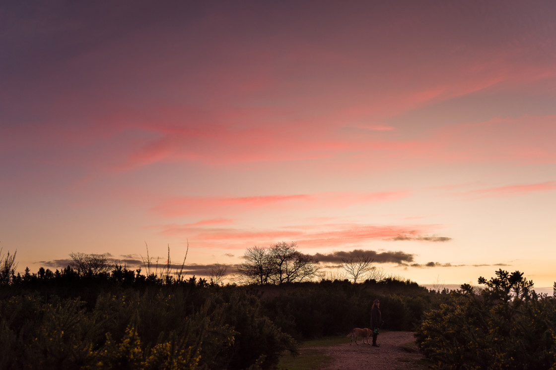 "Heathland at Dusk" stock image