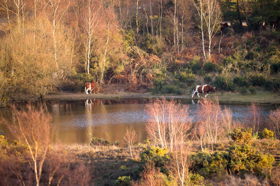 "Horse Pond from Hill Fort" stock image