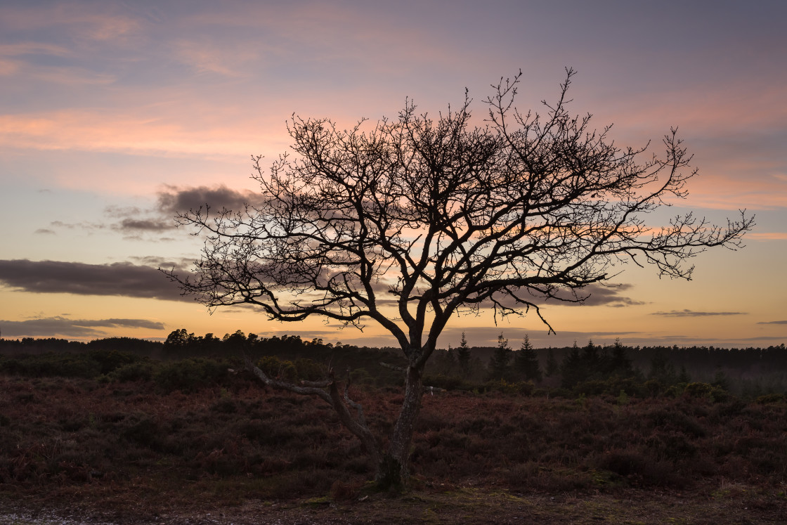 "Oak at Sundown" stock image