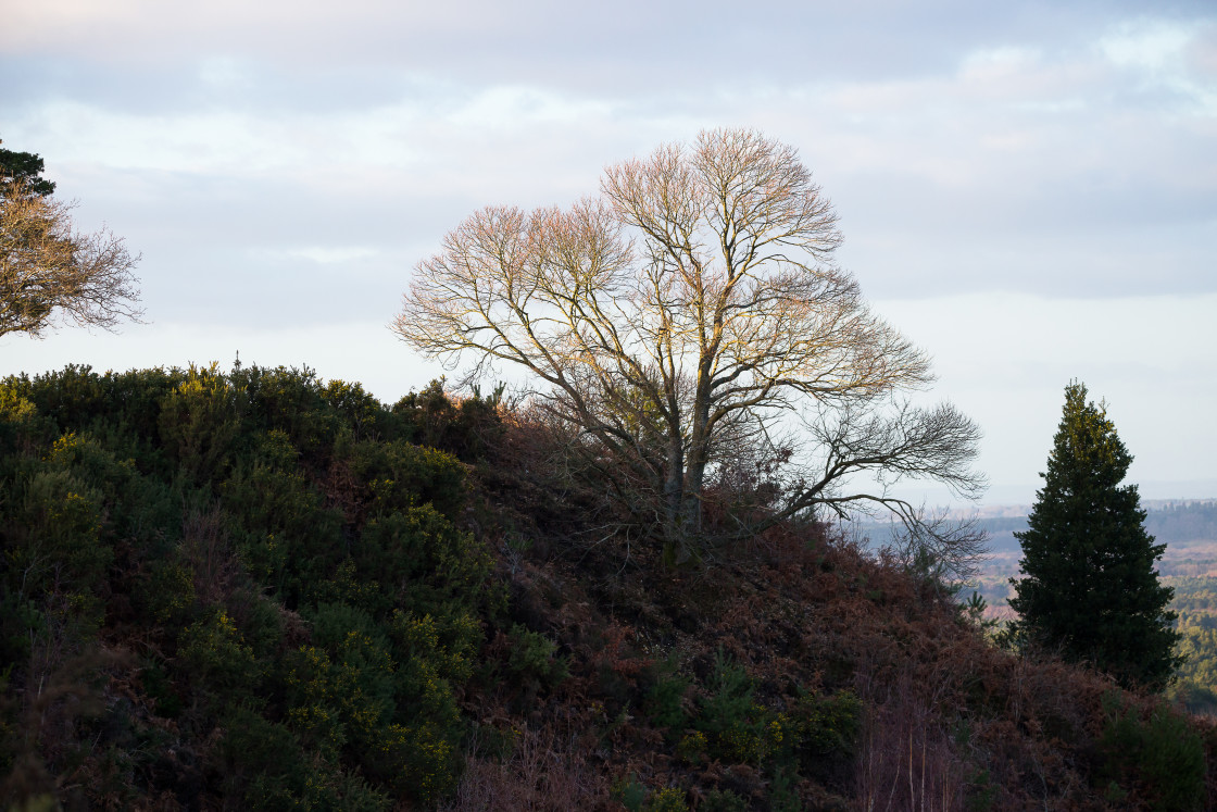 "Sweet Chestnut Tree Glanced by Evening Sun" stock image