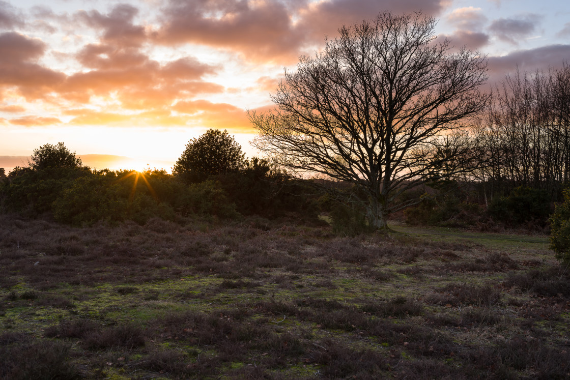 "Heathland Sunset" stock image