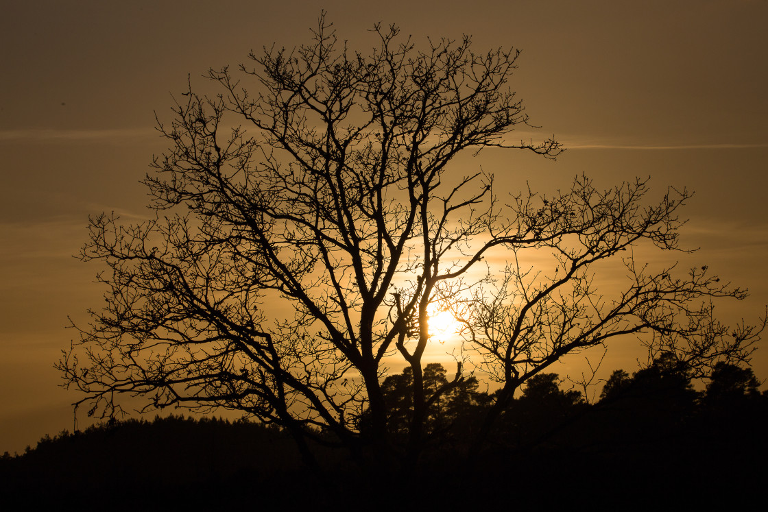 "Oak Tree Silhouette" by Gordon England - $12.56 "Oak Tree Silhouette" stock image