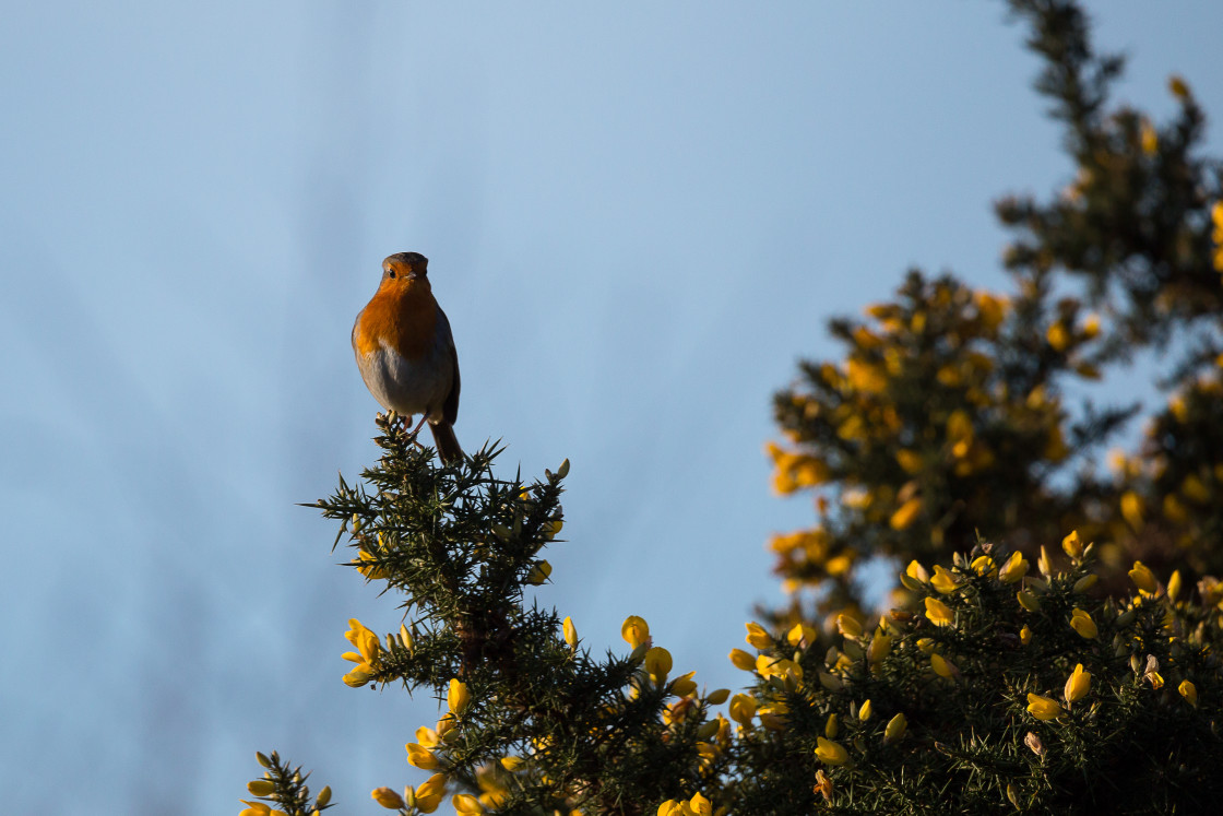 "Robin on Gorse Flower" by Gordon England - $12.57 "Robin on Gorse Flower" stock image