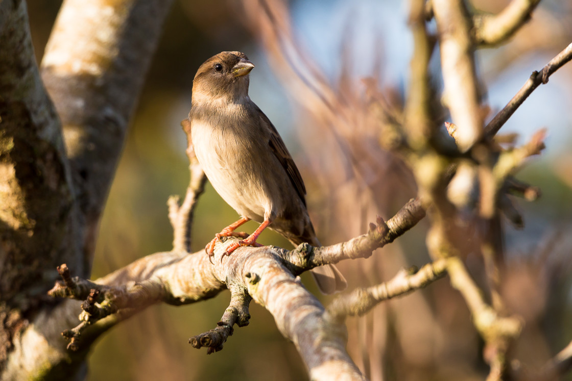 "House Sparrow" by Gordon England - $12.63 "House Sparrow" stock image