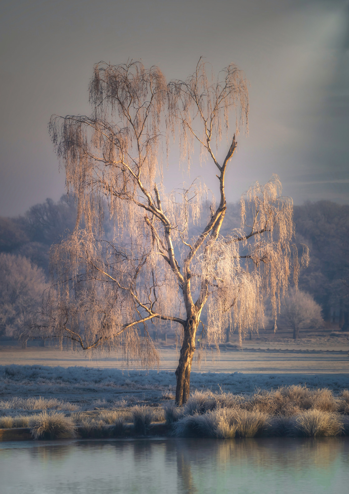 "Tree Of Life" stock image