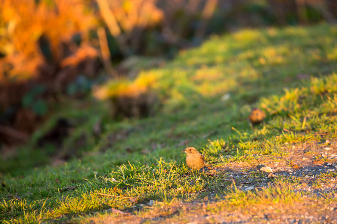 "Sunset Dunnocks" by Gordon England - $12.71 "Sunset Dunnocks" stock image