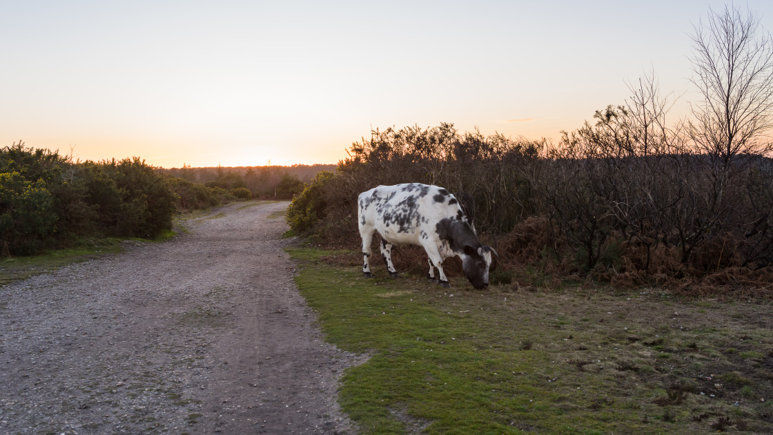 "Cow at Sundown" stock image