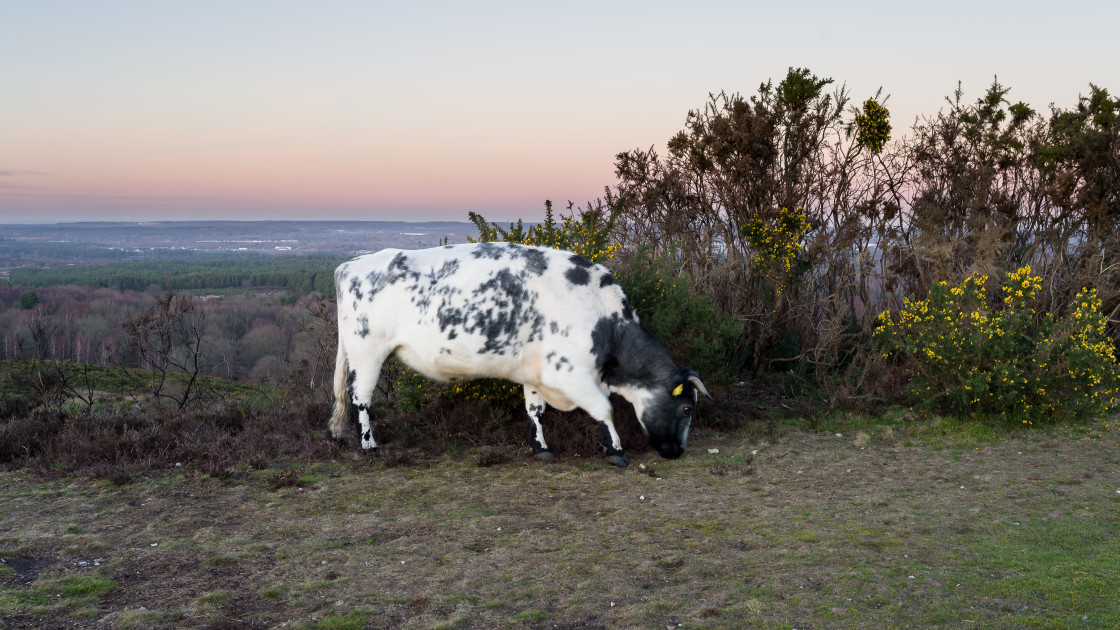 "Cow at Sundown" stock image