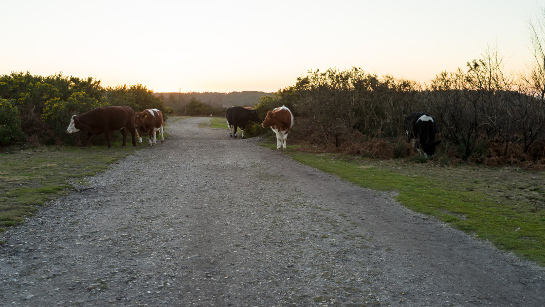 "Cows at Sundown" stock image