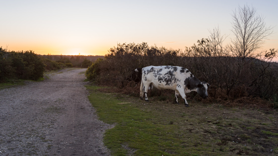 "Cow at Sundown" stock image