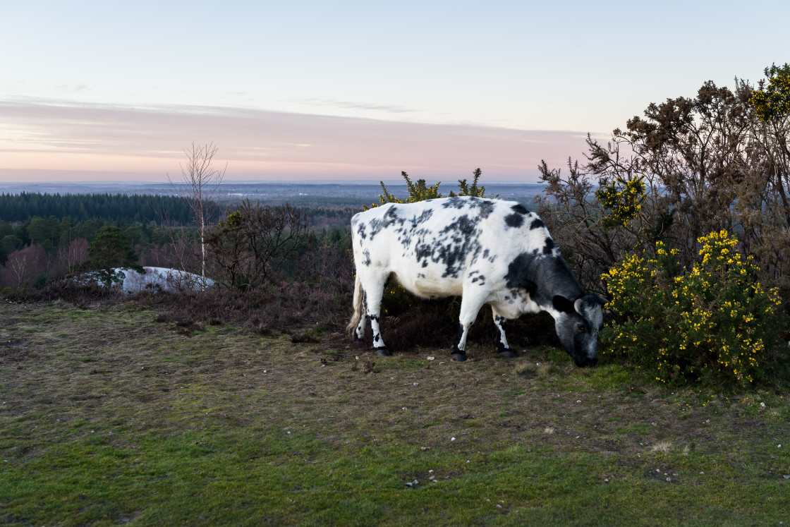 "Cow at Sundown" stock image