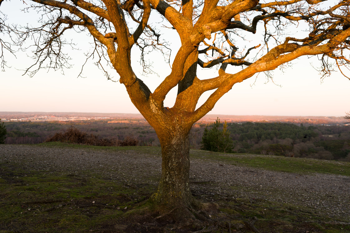 "Oak Tree Golden Hour" stock image