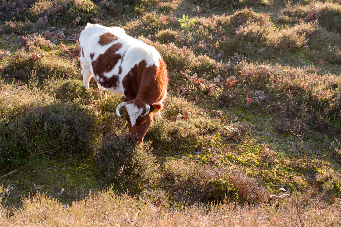 "Grazing Cow" by Gordon England - $12.71 "Grazing Cow" stock image