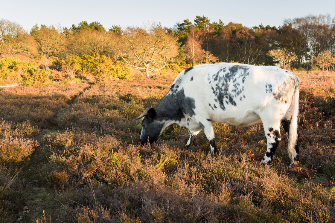 "Grazing Cow" stock image