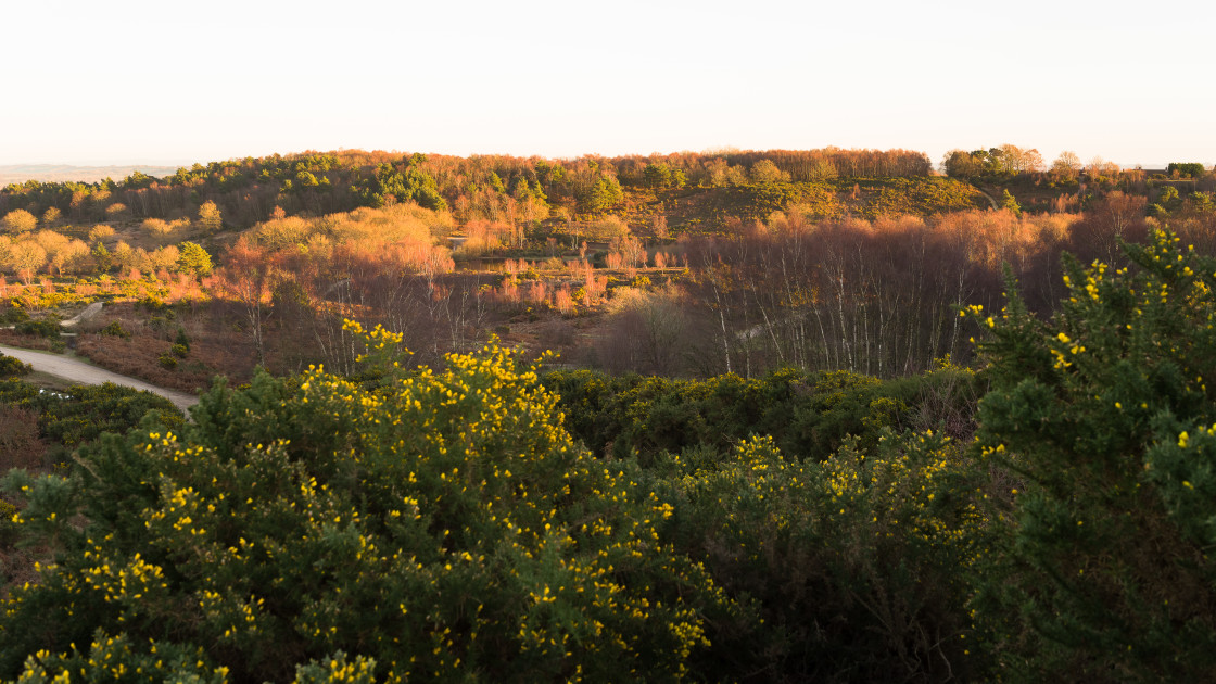 "Heathland Golden Hour" stock image