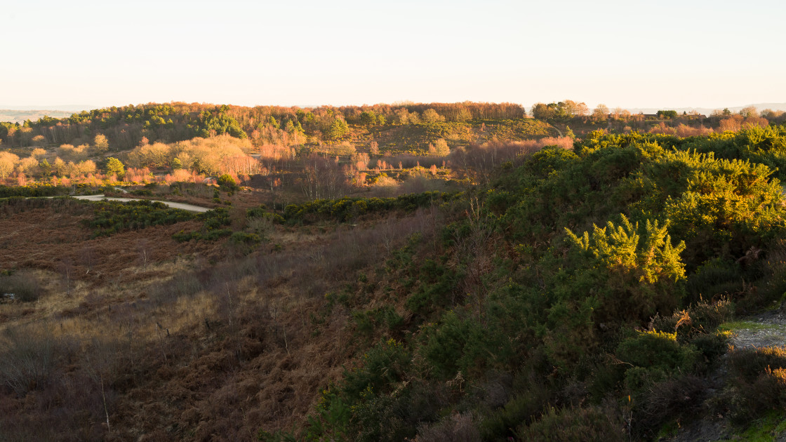 "Heathland Golden Hour" stock image